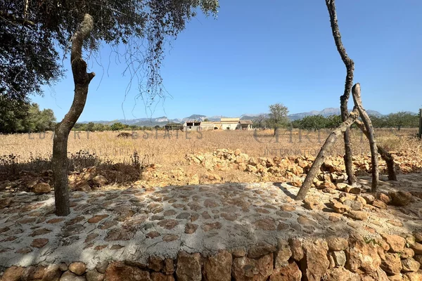 terreno binissalem 1