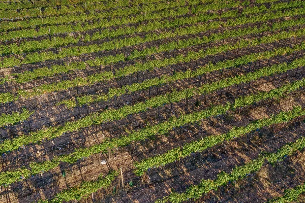 weingut mallorca finca 16