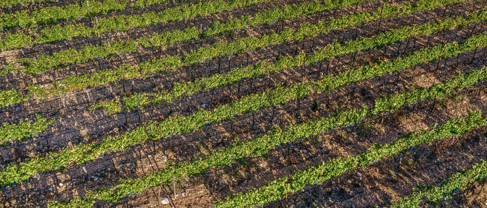 weingut mallorca finca 16