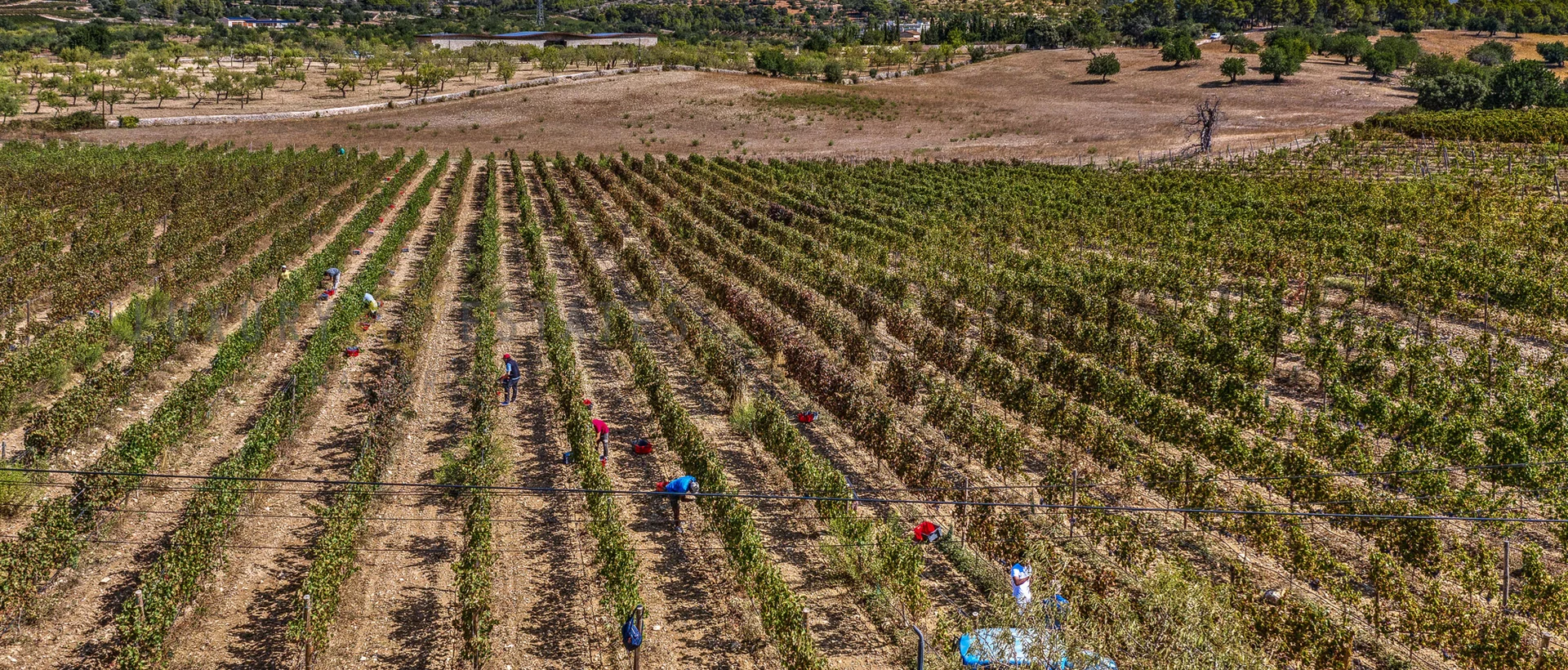 weingut mallorca finca 15