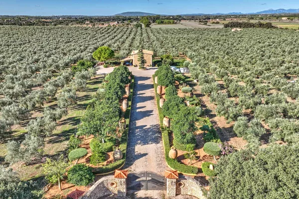 oliven finca mallorca 104