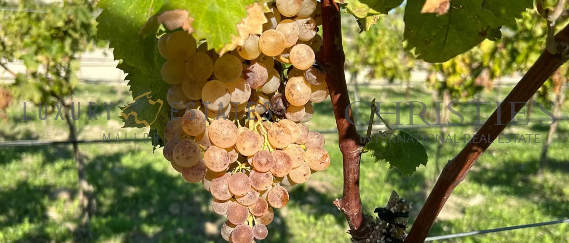 finca weinberg mallorca 14 finca weinberg mallorca 14