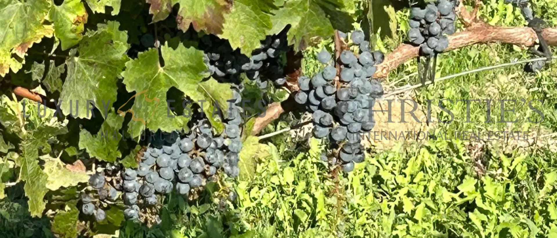 finca weinberg mallorca 15 finca weinberg mallorca 15