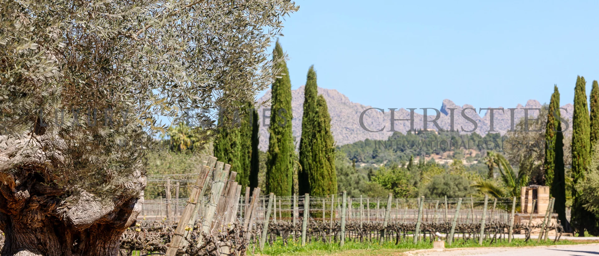 wein finca mallorca weingut 36 wein finca mallorca weingut 36