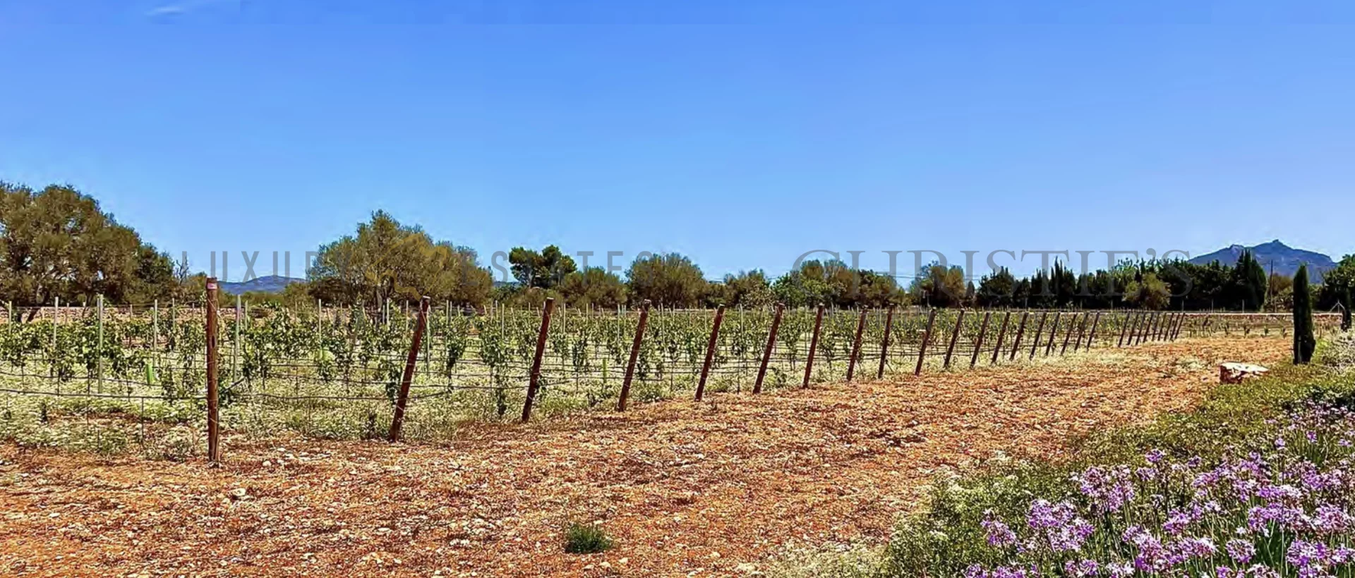 wine finca porreres mallorca 22 wine finca porreres mallorca 22