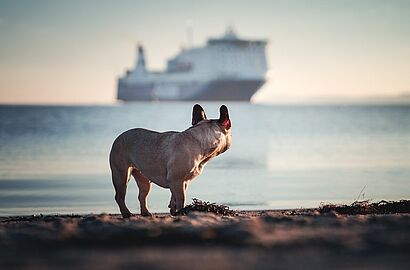 Travelling with Dogs Mallorca Ferry Luxury Estates Mallorca